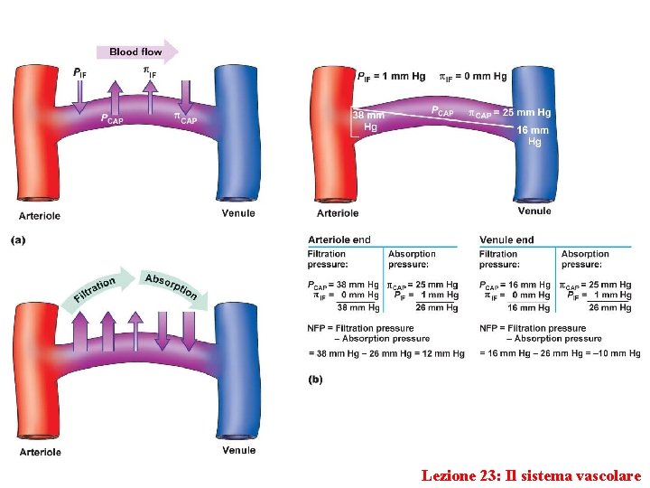 Lezione 23: Il sistema vascolare 