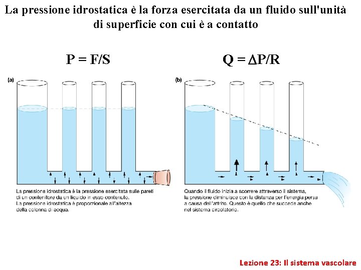 La pressione idrostatica è la forza esercitata da un fluido sull'unità di superficie con