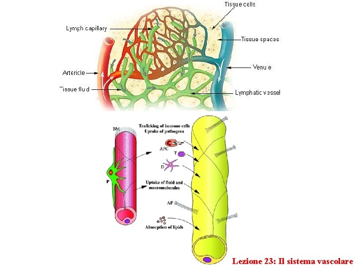 Lezione 23: Il sistema vascolare 