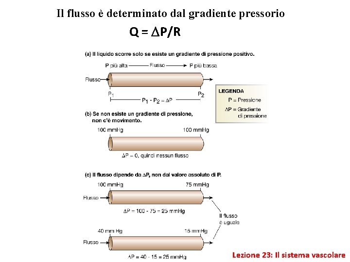 Il flusso è determinato dal gradiente pressorio Q = P/R Lezione 23: Il sistema