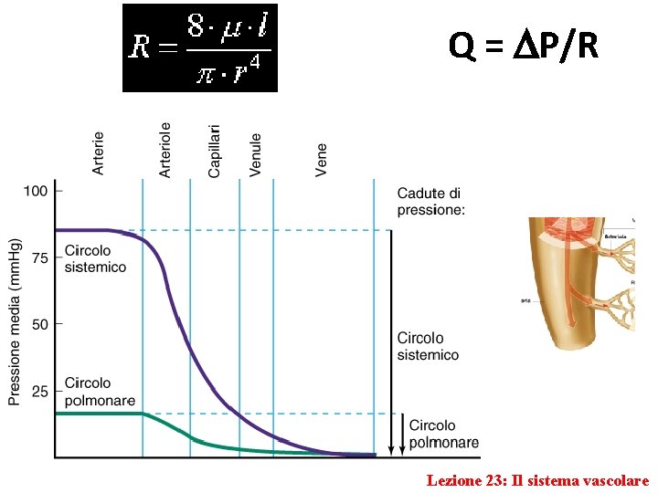 Q = P/R Lezione 23: Il sistema vascolare 