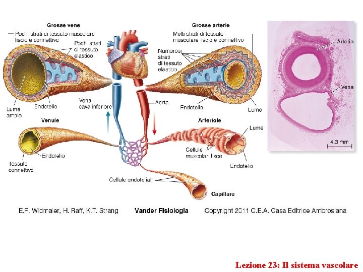 Lezione 23: Il sistema vascolare 