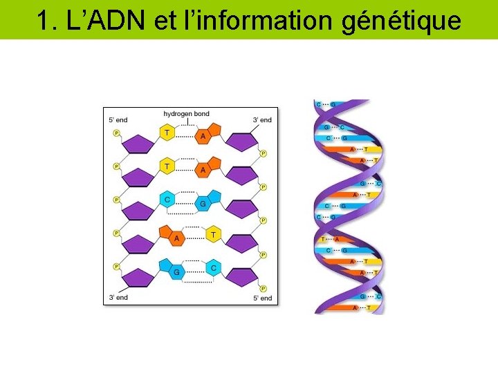 1. L’ADN et l’information génétique 