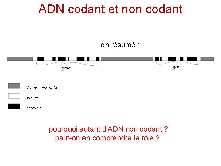 ADN codant et non codant en résumé : ADN « poubelle » exons introns