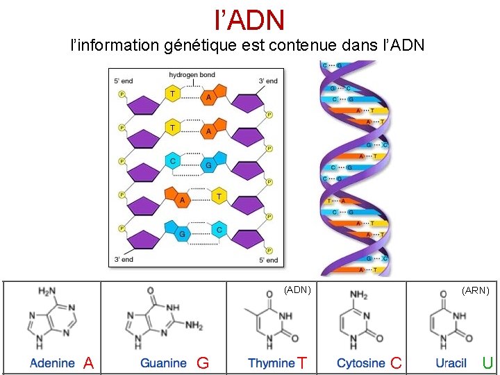 l’ADN l’information génétique est contenue dans l’ADN (ADN) A G T (ARN) C U