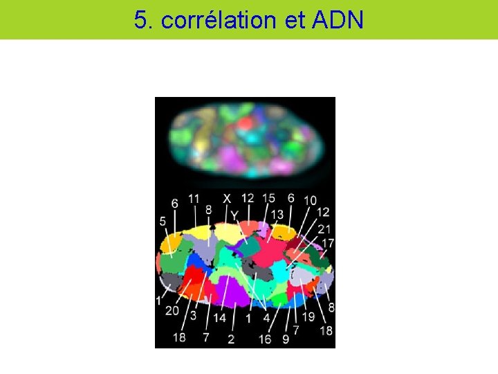 5. corrélation et ADN 