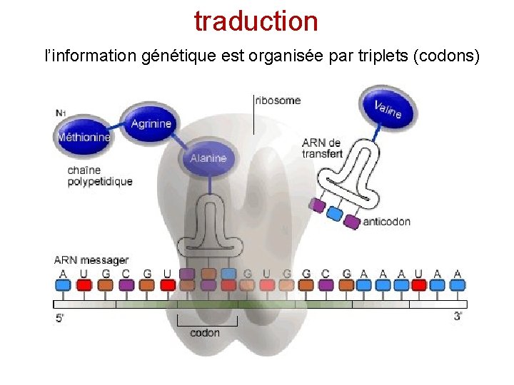 traduction l’information génétique est organisée par triplets (codons) 