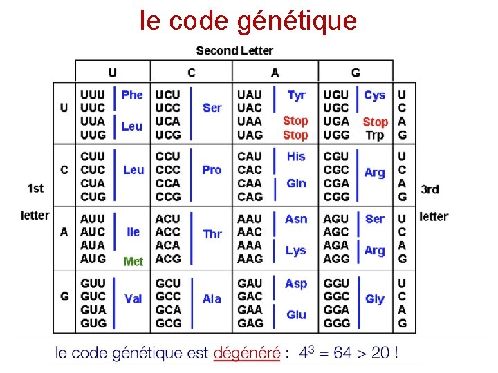 le code génétique 1 triplet = 1 codon = 3 lettres = 1 acide