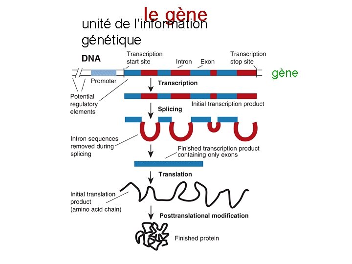 le gène unité de l’information génétique gène 