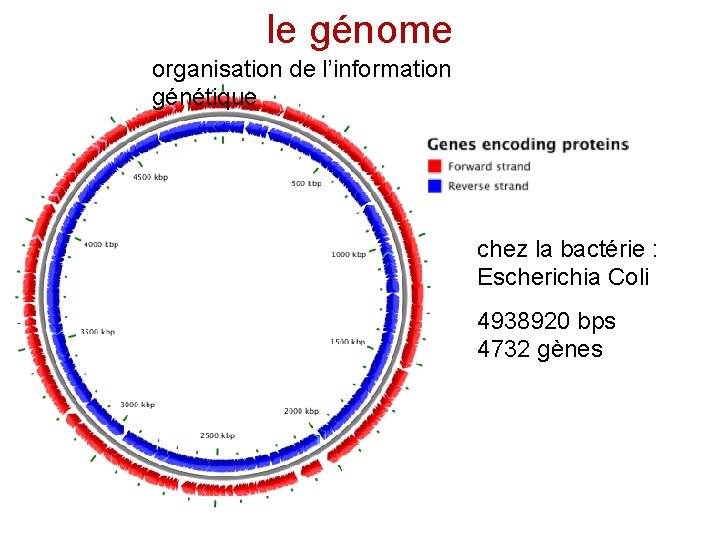 le génome organisation de l’information génétique chez la bactérie : Escherichia Coli 4938920 bps