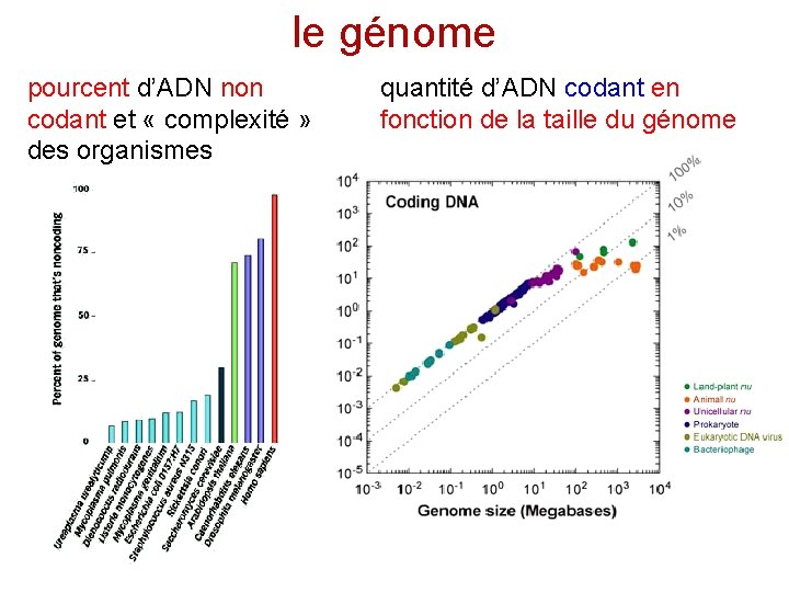 le génome pourcent d’ADN non codant et « complexité » des organismes quantité d’ADN