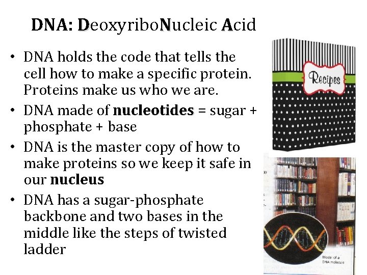 DNA: Deoxyribo. Nucleic Acid • DNA holds the code that tells the cell how