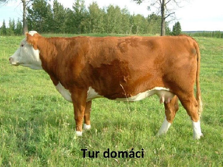 Tur domáci 