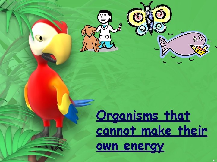 Organisms that cannot make their own energy 6 