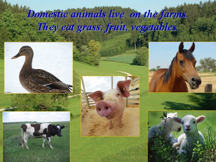 Domestic animals live on the farms. They eat grass, fruit, vegetables 