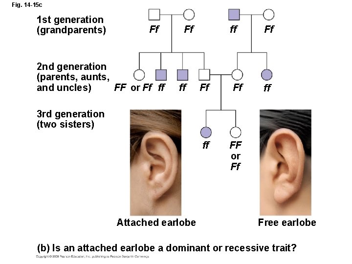 Fig. 14 -15 c 1 st generation (grandparents) Ff 2 nd generation (parents, aunts,