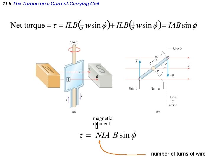 21. 6 The Torque on a Current-Carrying Coil number of turns of wire 