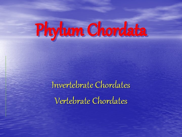 Phylum Chordata Invertebrate Chordates Vertebrate Chordates 