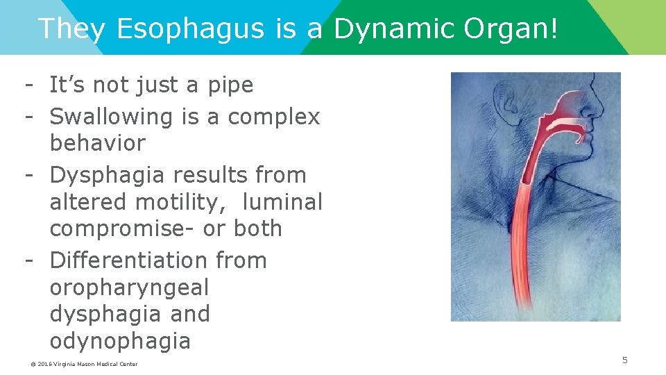 They Esophagus is a Dynamic Organ! - It’s not just a pipe - Swallowing
