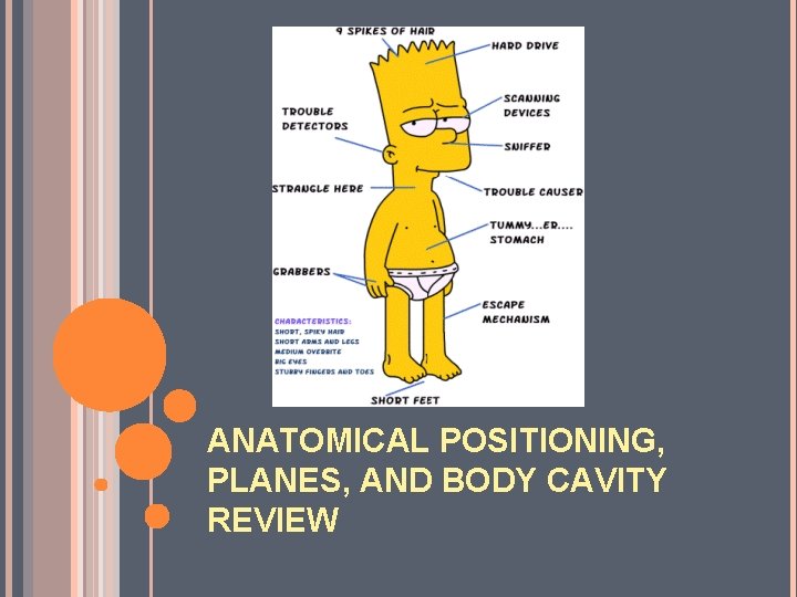 ANATOMICAL POSITIONING, PLANES, AND BODY CAVITY REVIEW 