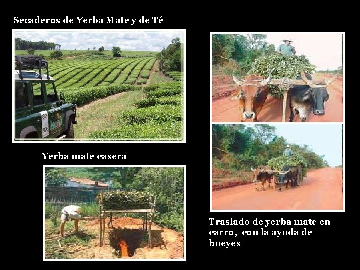 Secaderos de Yerba Mate y de Té Yerba mate casera Traslado de yerba mate