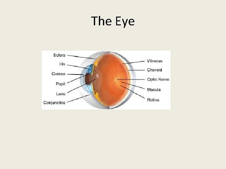 The Eye 