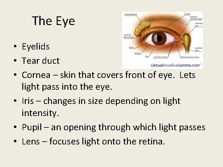 The Eye • Eyelids • Tear duct • Cornea – skin that covers front