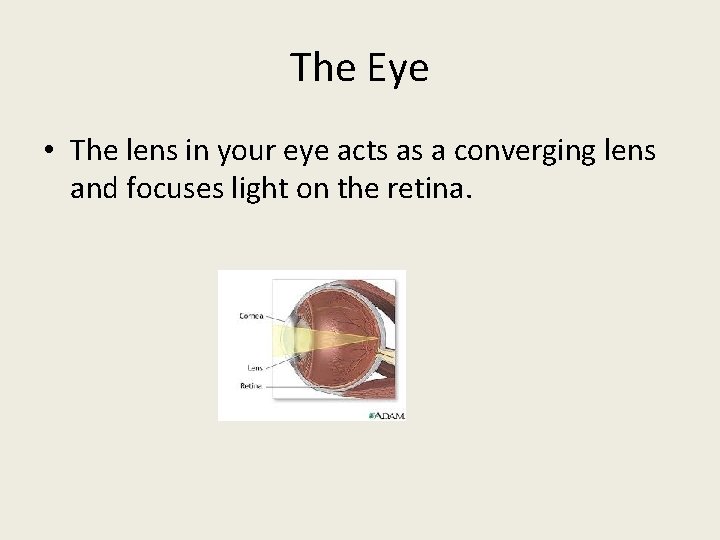 The Eye • The lens in your eye acts as a converging lens and