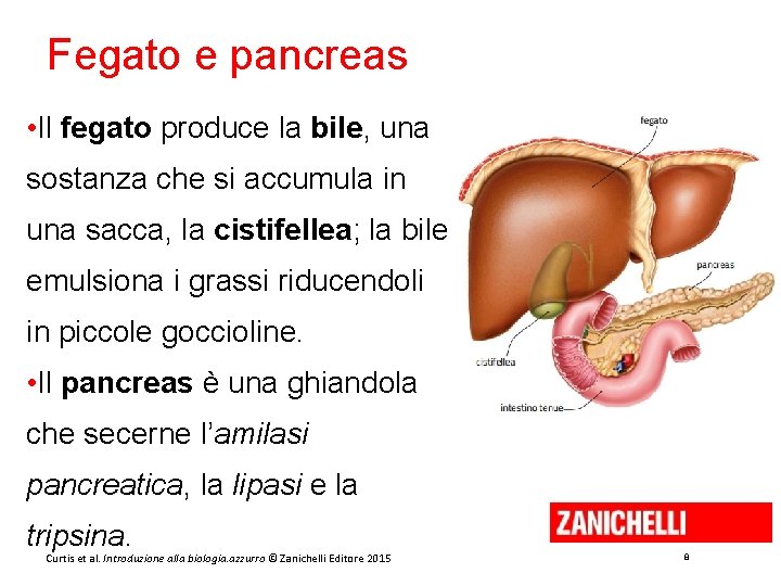 Fegato e pancreas • Il fegato produce la bile, una sostanza che si accumula