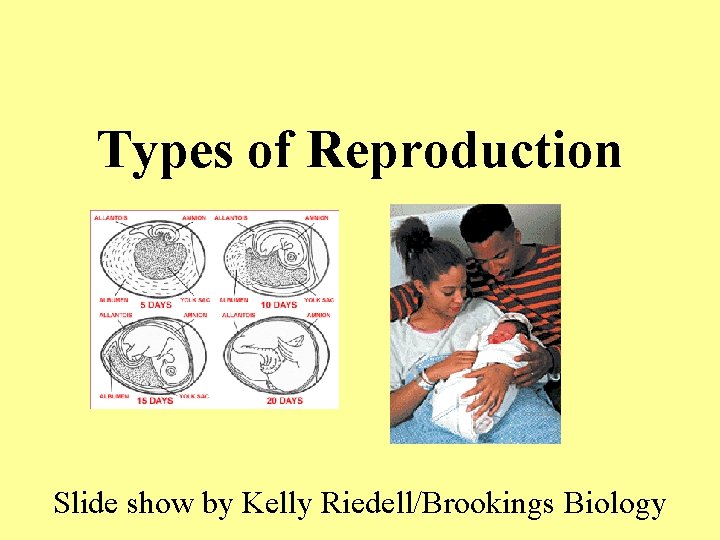Types of Reproduction Slide show by Kelly Riedell/Brookings Biology 
