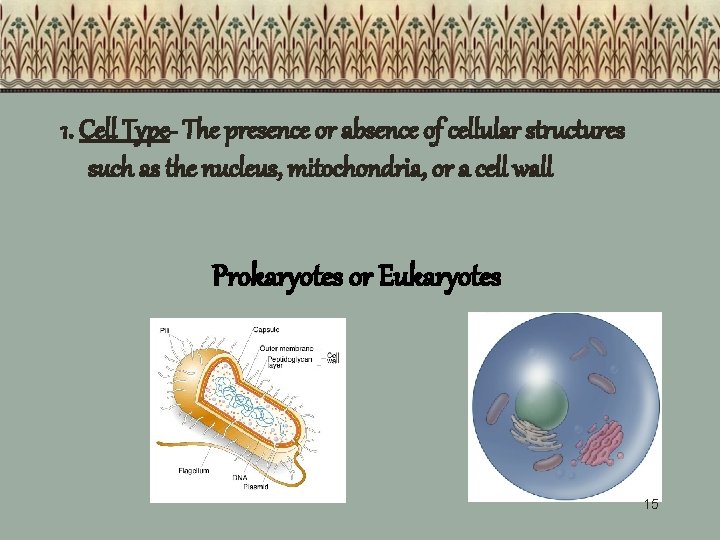 1. Cell Type- The presence or absence of cellular structures such as the nucleus, 1. Cell Type- The presence or absence of cellular structures such as the nucleus,