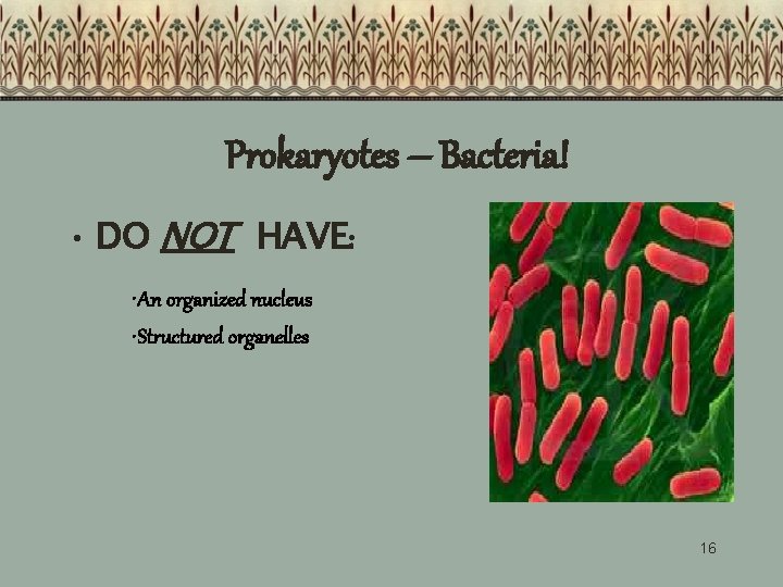 Prokaryotes – Bacteria! • DO NOT HAVE: • An organized nucleus • Structured organelles Prokaryotes – Bacteria! • DO NOT HAVE: • An organized nucleus • Structured organelles