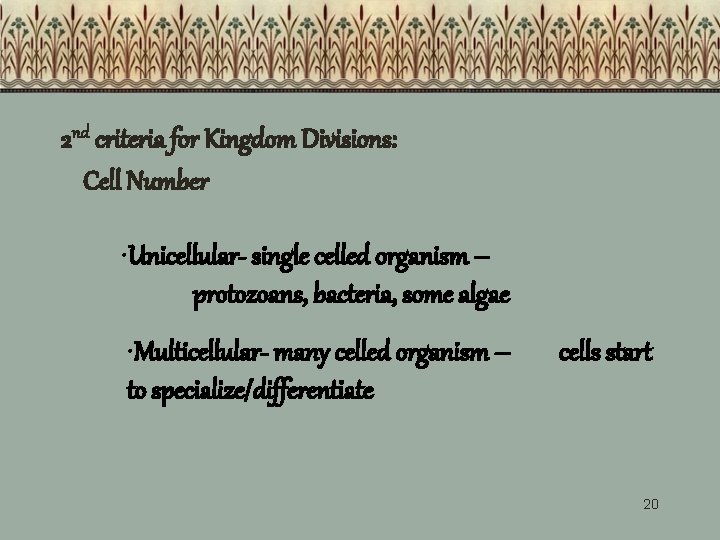 2 nd criteria for Kingdom Divisions: Cell Number • Unicellular- single celled organism –