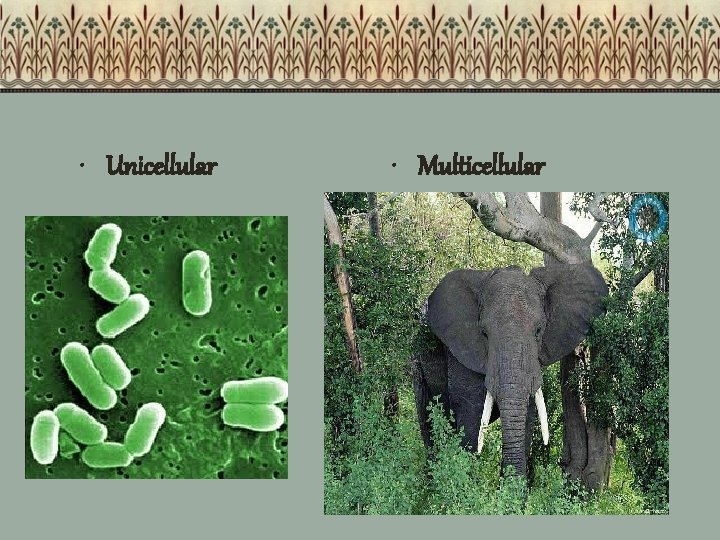 • Unicellular • Multicellular 21 • Unicellular • Multicellular 21