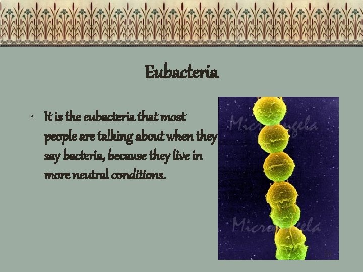 Eubacteria • It is the eubacteria that most people are talking about when they