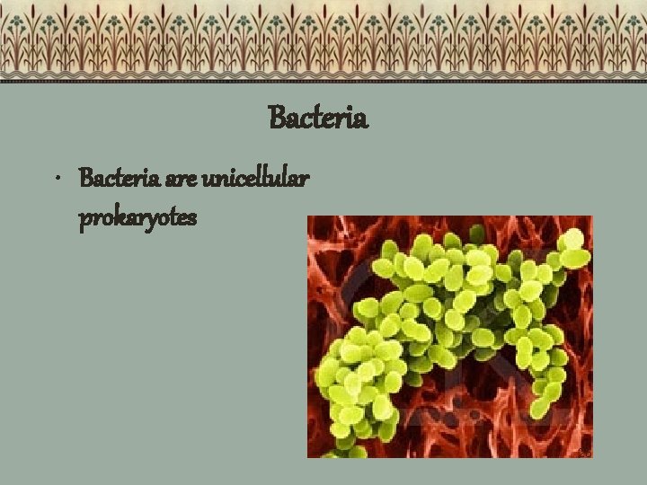 Bacteria • Bacteria are unicellular prokaryotes 26 Bacteria • Bacteria are unicellular prokaryotes 26