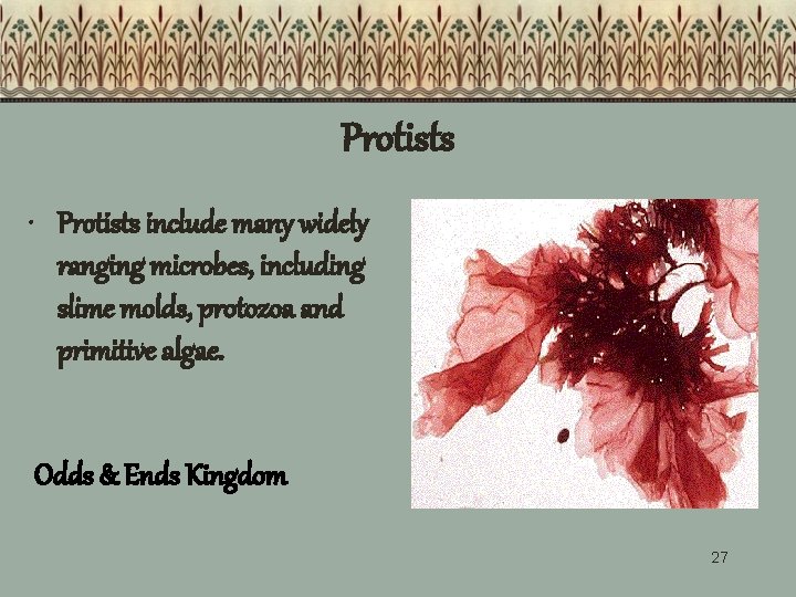Protists • Protists include many widely ranging microbes, including slime molds, protozoa and primitive Protists • Protists include many widely ranging microbes, including slime molds, protozoa and primitive