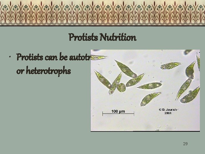 Protists Nutrition • Protists can be autotrophs or heterotrophs 29 Protists Nutrition • Protists can be autotrophs or heterotrophs 29