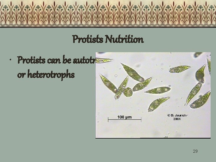 Protists Nutrition • Protists can be autotrophs or heterotrophs 29 