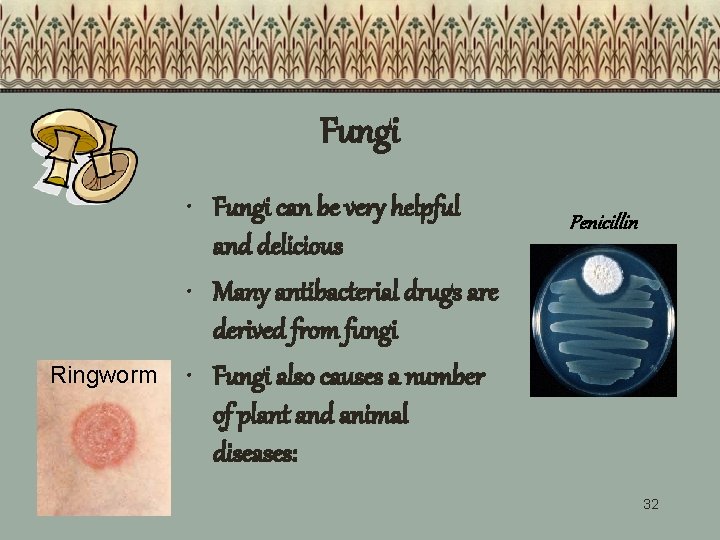 Fungi Ringworm • Fungi can be very helpful and delicious • Many antibacterial drugs