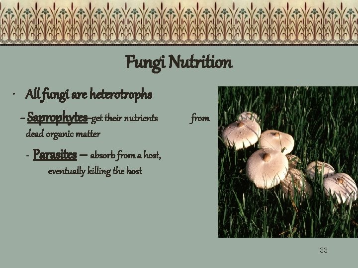 Fungi Nutrition • All fungi are heterotrophs - Saprophytes-get their nutrients from dead organic