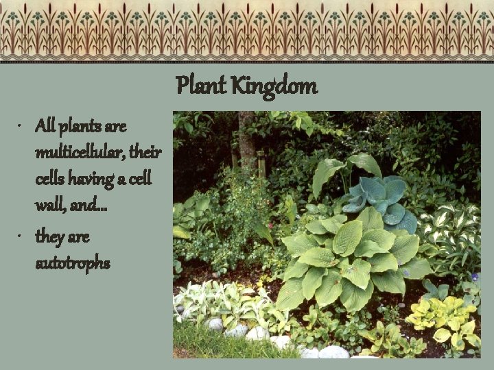 Plant Kingdom • All plants are multicellular, their cells having a cell wall, and… Plant Kingdom • All plants are multicellular, their cells having a cell wall, and…