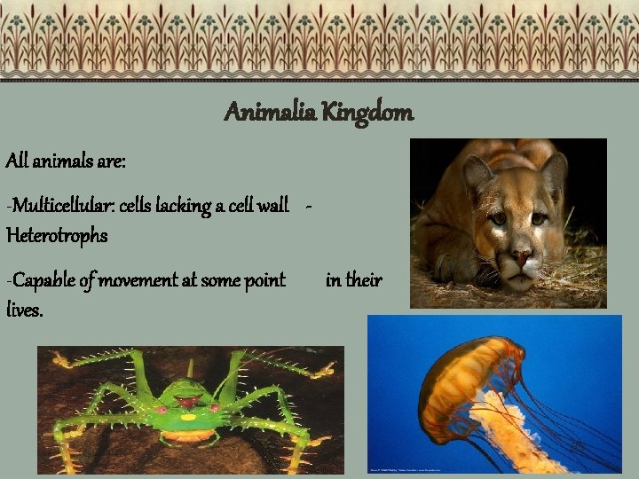 Animalia Kingdom All animals are: -Multicellular: cells lacking a cell wall Heterotrophs -Capable of Animalia Kingdom All animals are: -Multicellular: cells lacking a cell wall Heterotrophs -Capable of