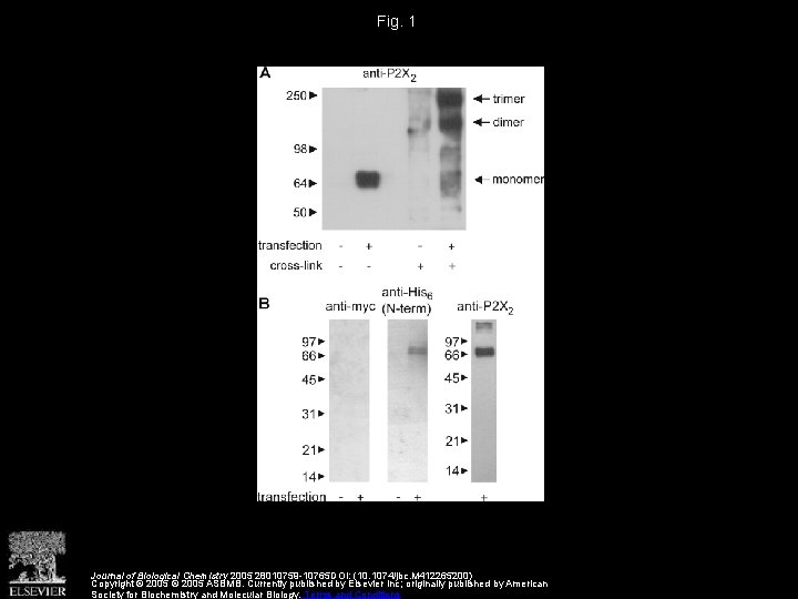 Fig. 1 Journal of Biological Chemistry 2005 28010759 -10765 DOI: (10. 1074/jbc. M 412265200)