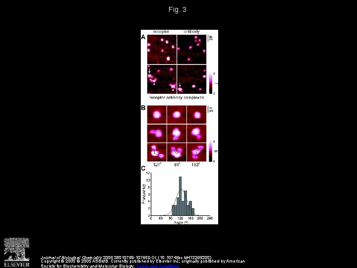 Fig. 3 Journal of Biological Chemistry 2005 28010759 -10765 DOI: (10. 1074/jbc. M 412265200)