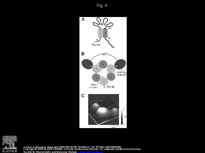 Fig. 4 Journal of Biological Chemistry 2005 28010759 -10765 DOI: (10. 1074/jbc. M 412265200)