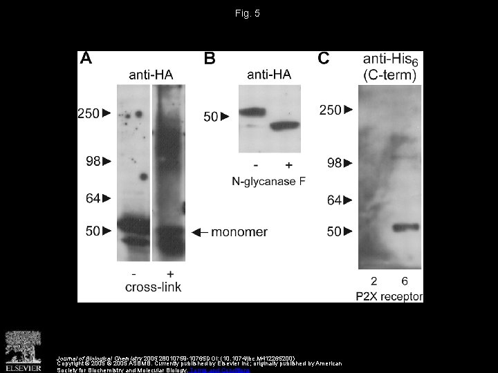 Fig. 5 Journal of Biological Chemistry 2005 28010759 -10765 DOI: (10. 1074/jbc. M 412265200)