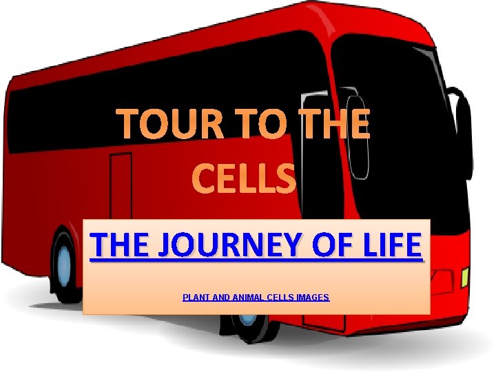 TOUR TO THE CELLS THE JOURNEY OF LIFE PLANT AND ANIMAL CELLS IMAGES 