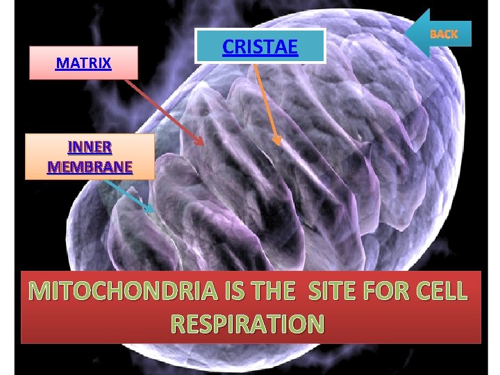 MATRIX CRISTAE BACK INNER MEMBRANE MITOCHONDRIA IS THE SITE FOR CELL RESPIRATION 