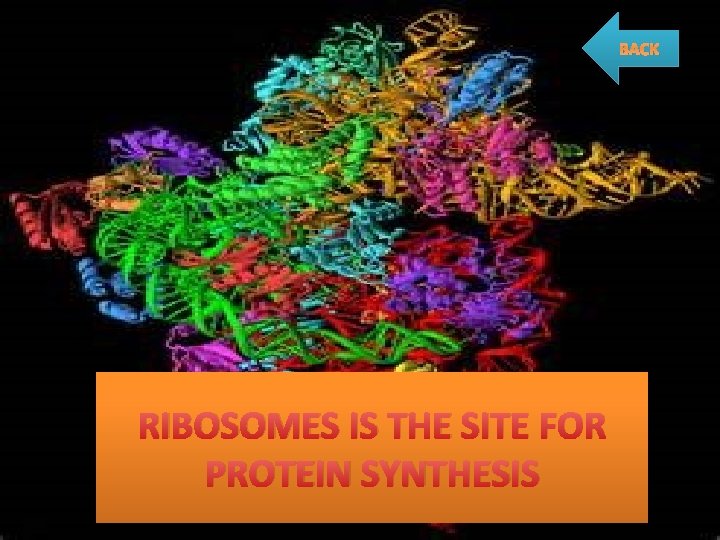 BACK RIBOSOMES IS THE SITE FOR PROTEIN SYNTHESIS 